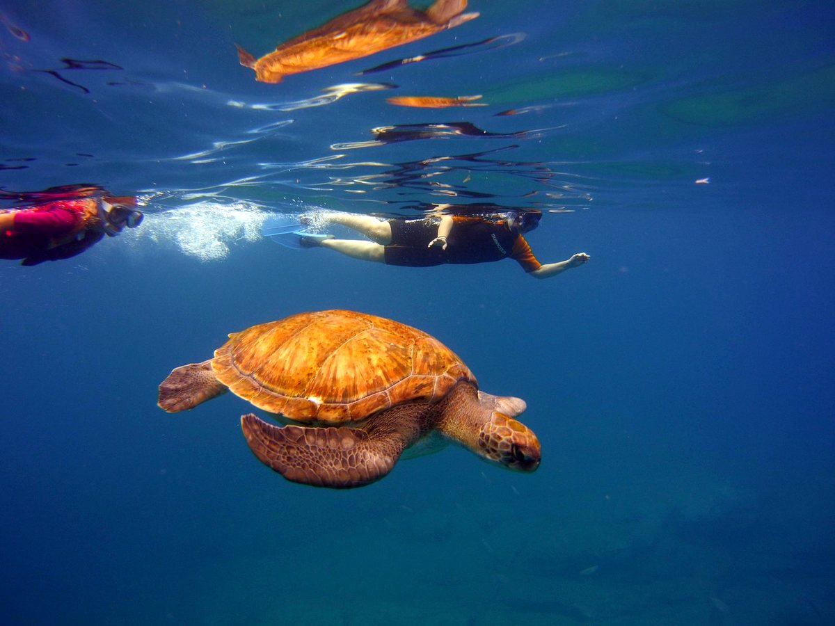 Snorkel guiado — Ocean Friends Tenerife