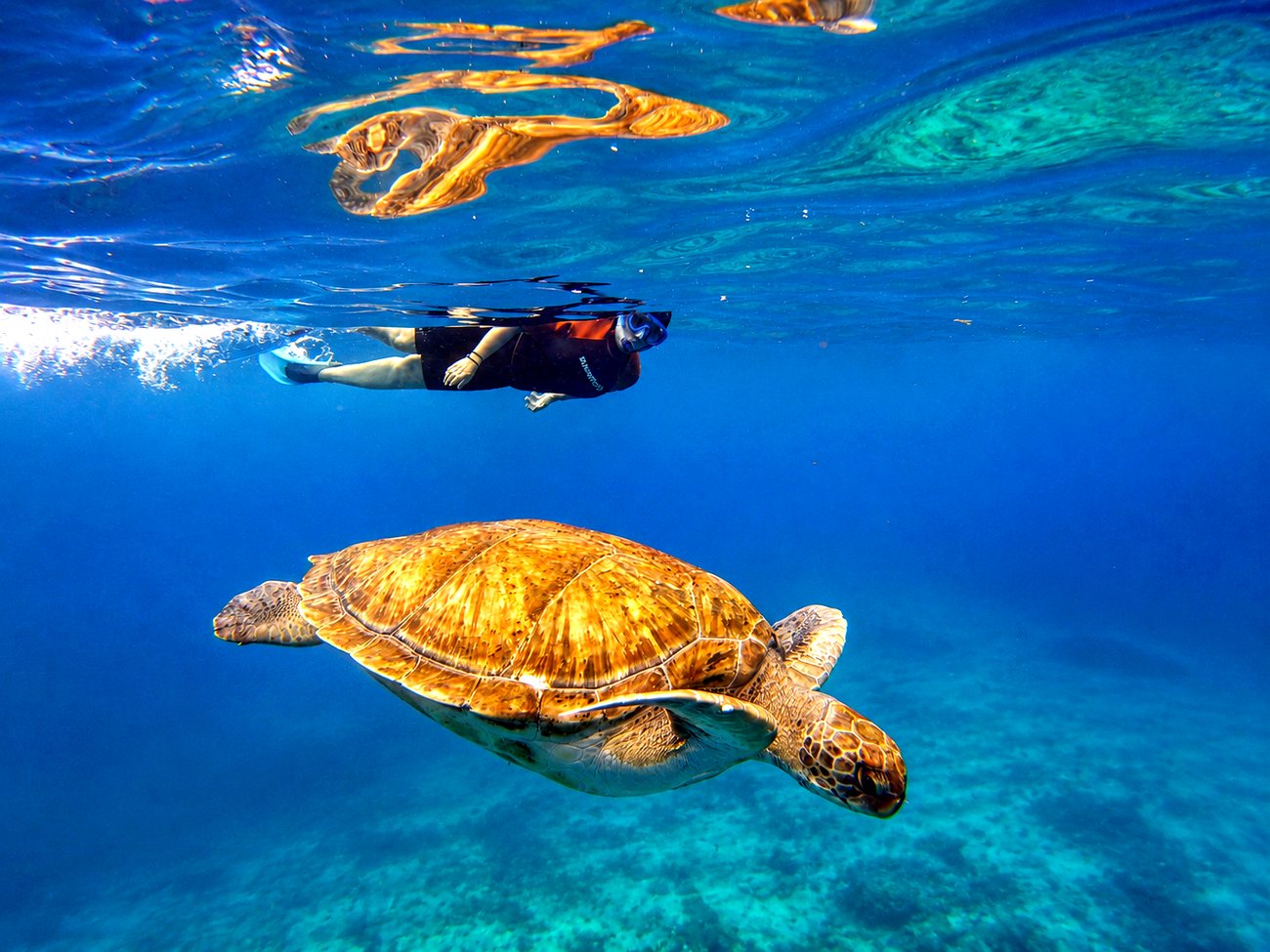 Snorkel privado + barco — snorkel Ocean Friends Tenerife